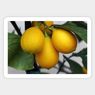 Lemons Sticker